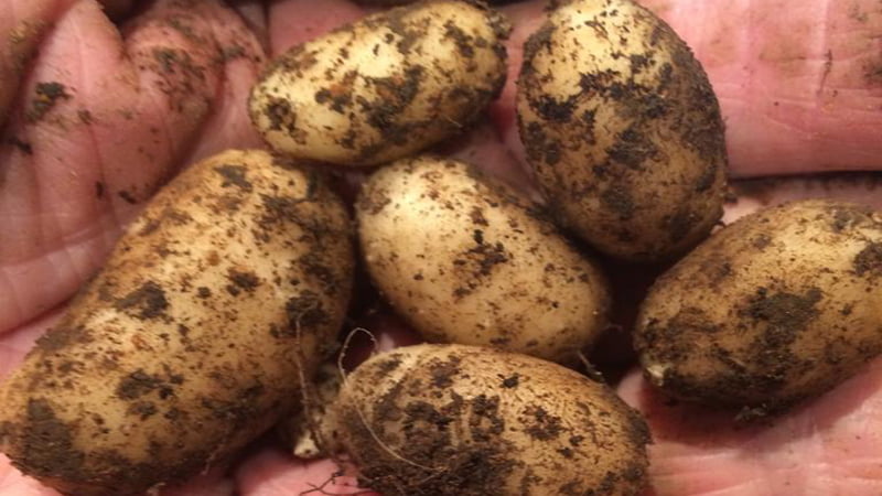 Handful of New Potatoes