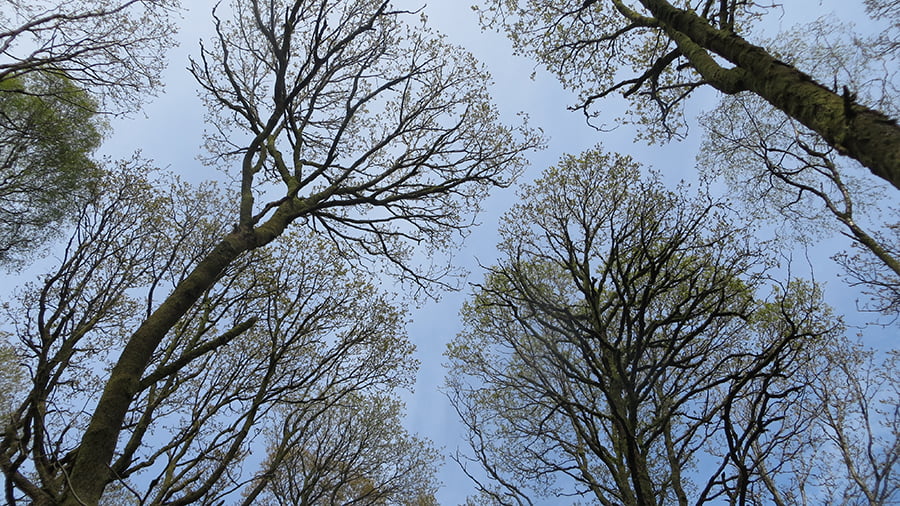Wellbeing Advice - looking up at the blue sky through the trees in the Japanese practice of forest bathing
